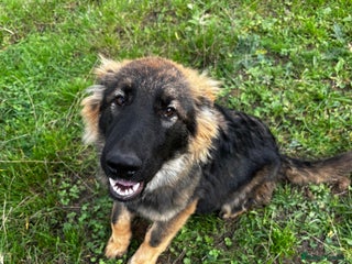 German Shepherd dogs - Advert 16