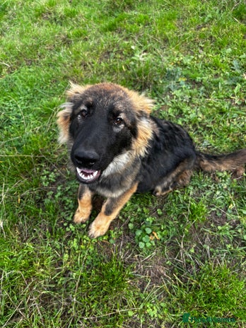 German Shepherd dogs - Advert 6