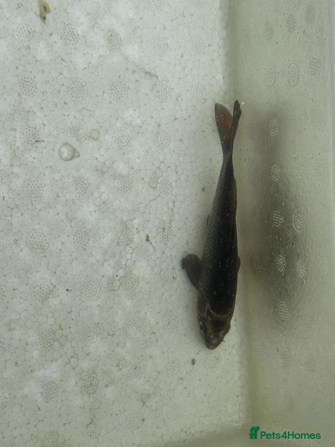 Koi Carp fish for sale: Japanese koi plus more - Advert 18