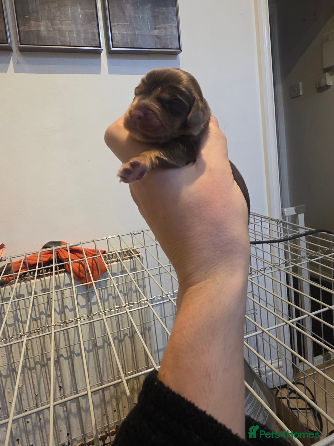 Cocker Spaniel dogs for sale: Kc registered litter - Advert 6