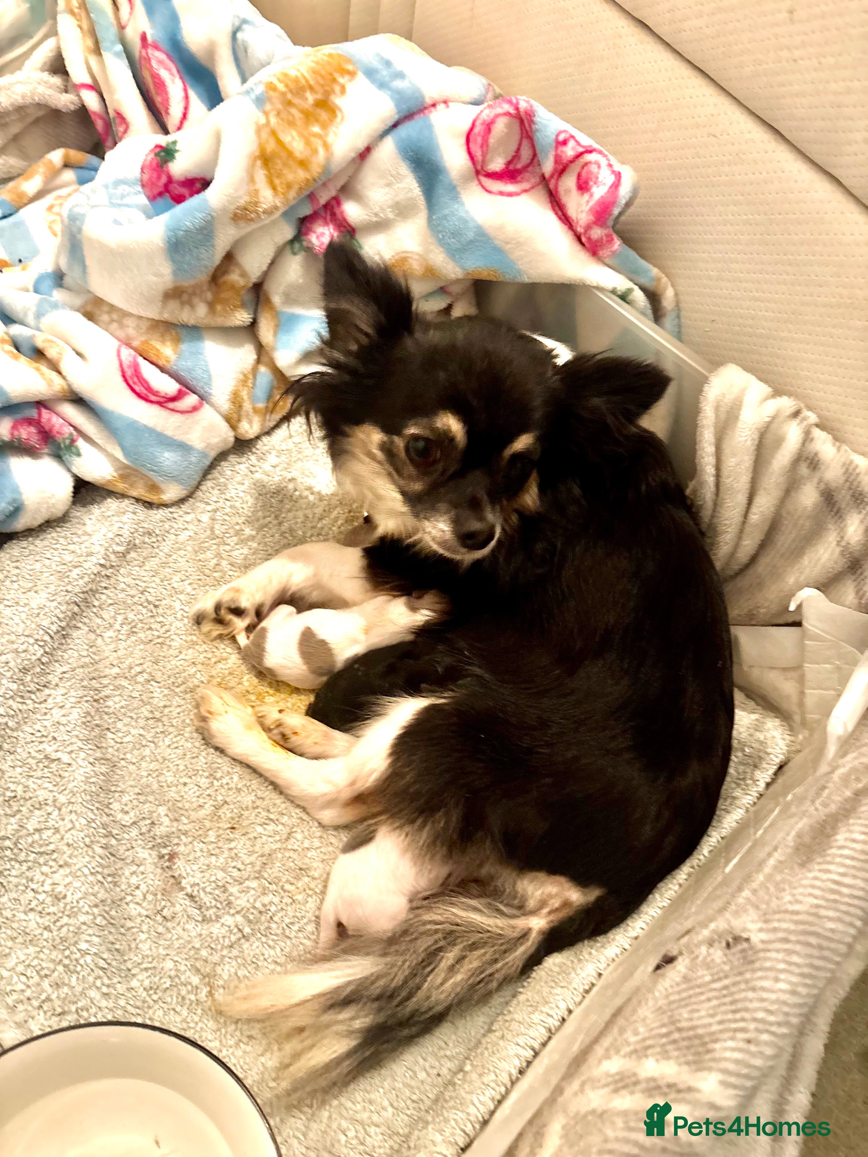 Chihuahua dogs Beautiful long haired, chihuahua puppies - Advert 1