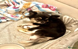 Chihuahua dogs for sale: Beautiful long haired, chihuahua puppies - Advert 1