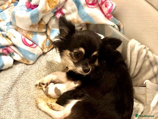 Chihuahua dogs Beautiful long haired, chihuahua puppies - Advert 1