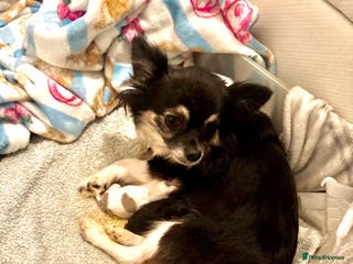 Chihuahua dogs Beautiful long haired, chihuahua puppies - Advert 7