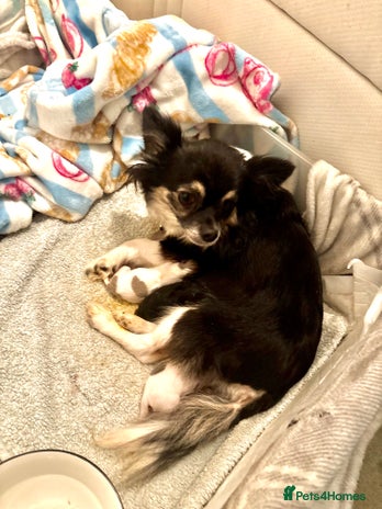 Chihuahua dogs Beautiful long haired, chihuahua puppies - Advert 1