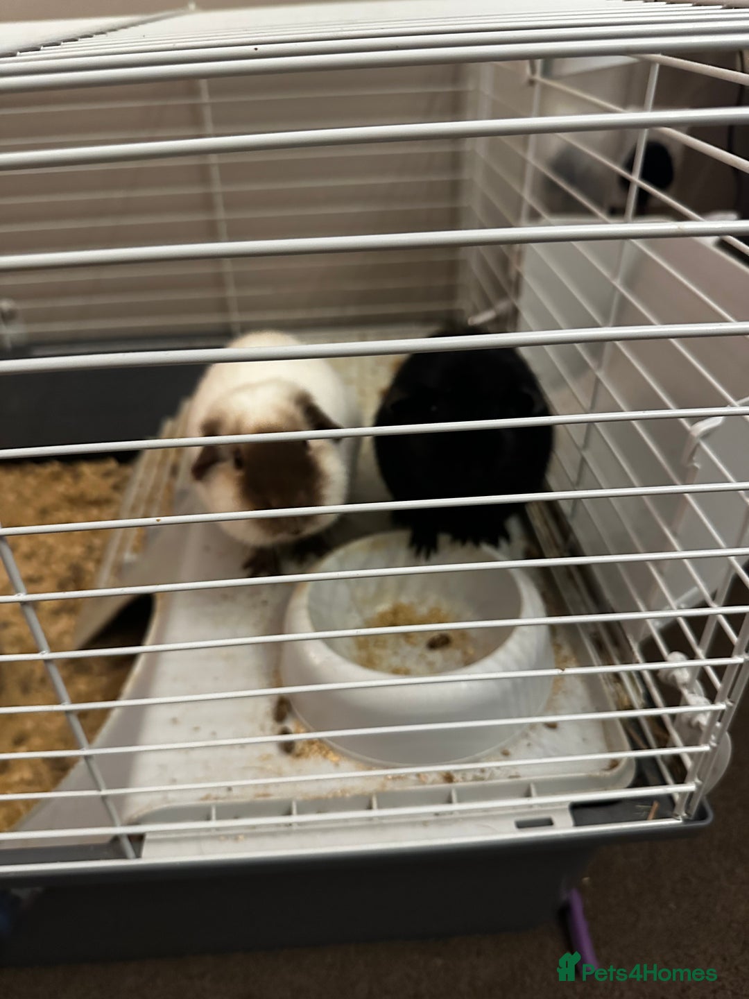 Guinea Pig rodents for sale: 2 Male Guinea Pigs - Advert 2