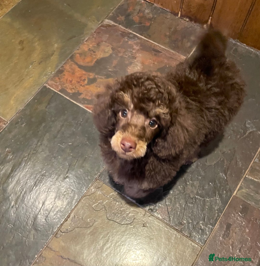 Toy Poodle dogs for sale: KC TOY POODLE CHOCOLATE/TAN - Advert 1