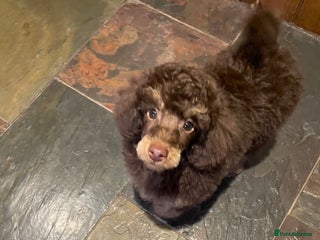 Toy Poodle dogs KC TOY POODLE CHOCOLATE/TAN - Advert 1