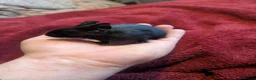 Degus rodents for sale: Young black degu's  - Advert 4