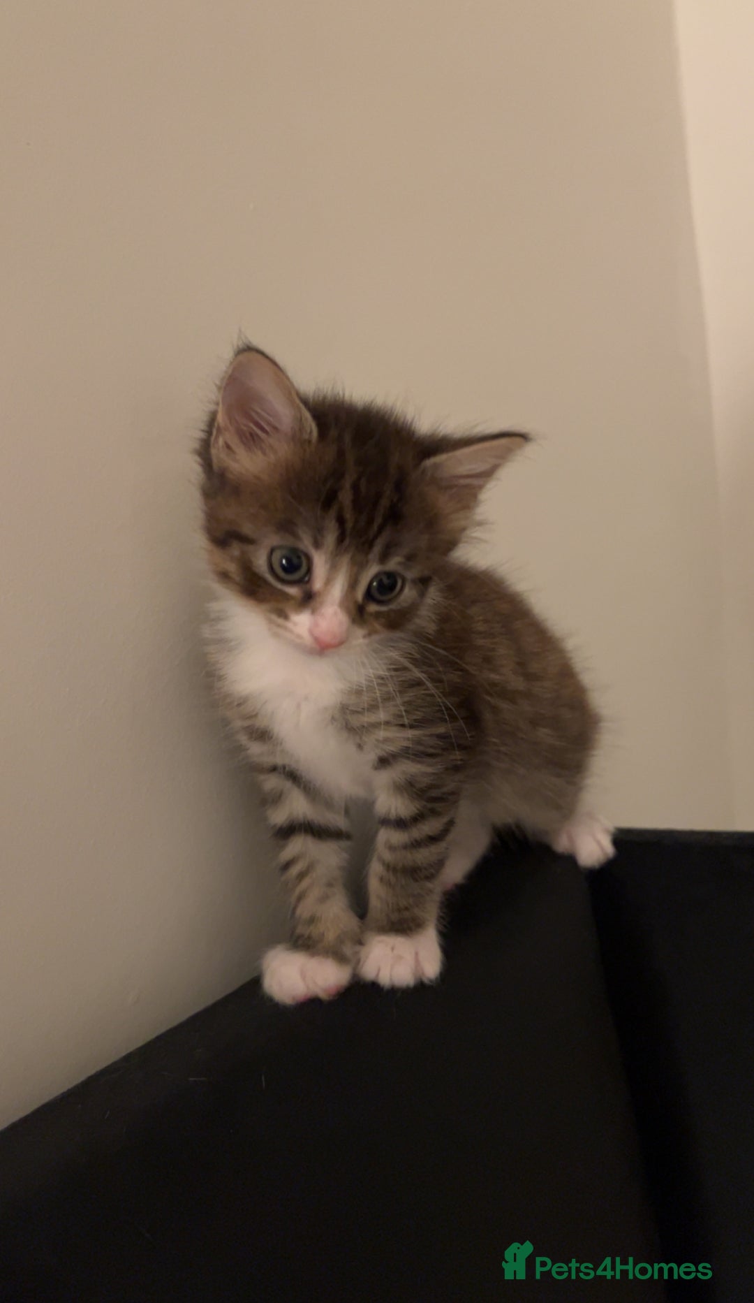Domestic Shorthair cats for sale: Domestic Shorthair kittens  - Image 2