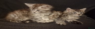 Maine Coon Kitten 3
