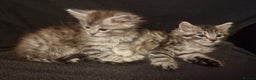 Maine Coon cats for sale: Stunning examples of the main coon  - Advert 3