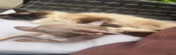 Chihuahua dogs for sale: Mhari Lilac Chihuahua  in Edinburgh - Advert 2