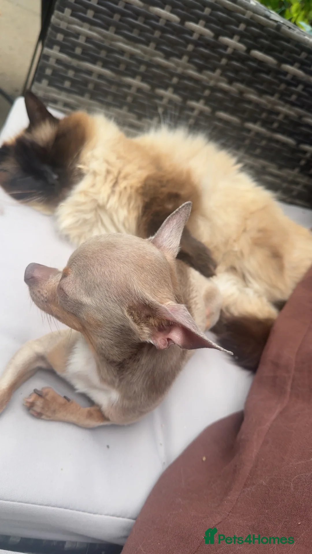 Chihuahua dogs for sale: Mhari Lilac Chihuahua  in Edinburgh - Advert 2