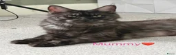 Maine Coon cats for sale: Maine Coon Kittens Champion Lines 3 GIRLS LEFT - Advert 2