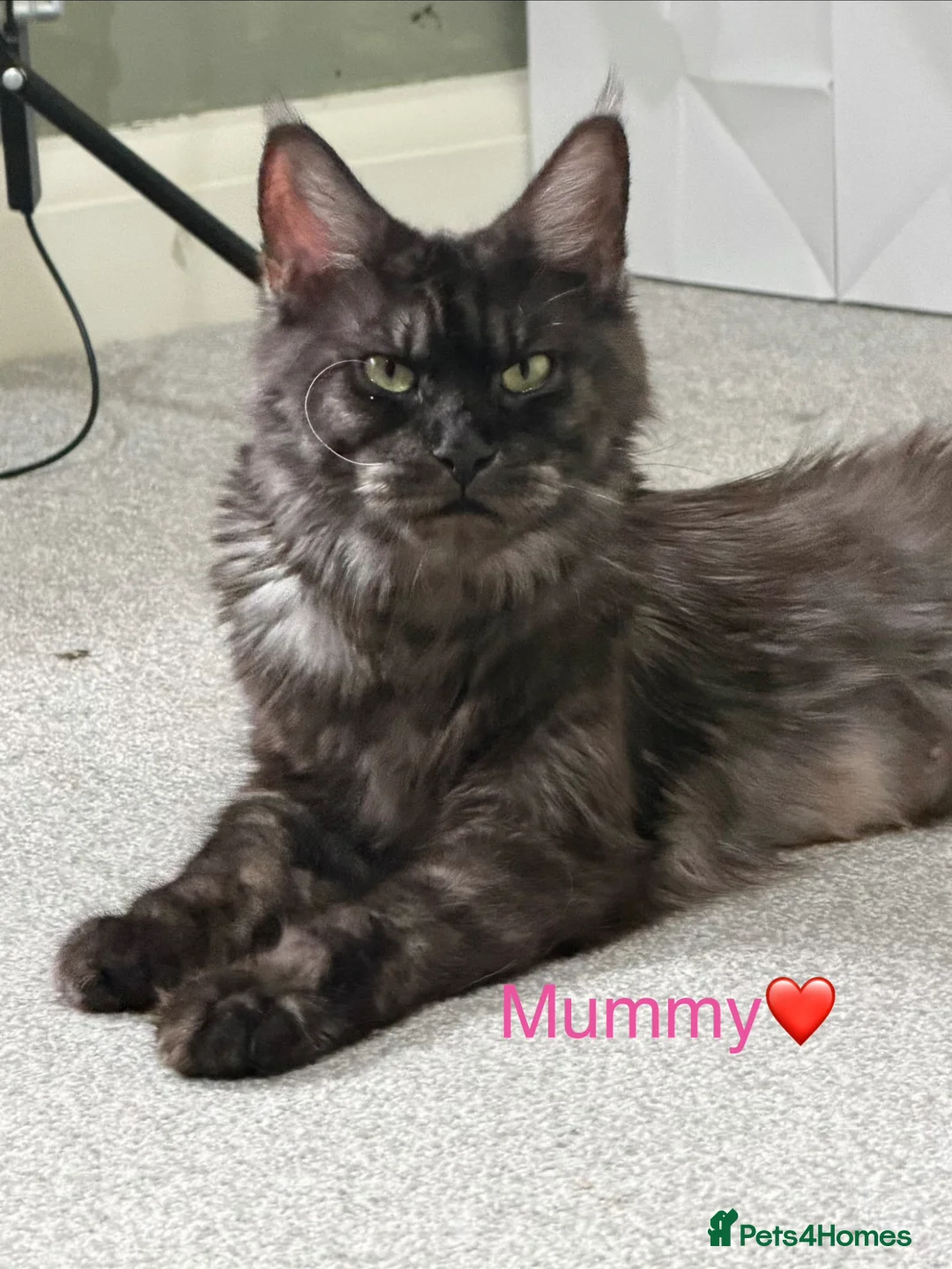 Maine Coon cats for sale: Maine Coon Kittens Champion Lines 3 GIRLS LEFT - Advert 2