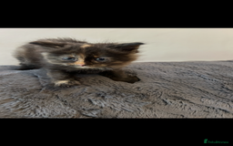 Mixed Breed cats for sale: Extra fluffy kittens - Image 13
