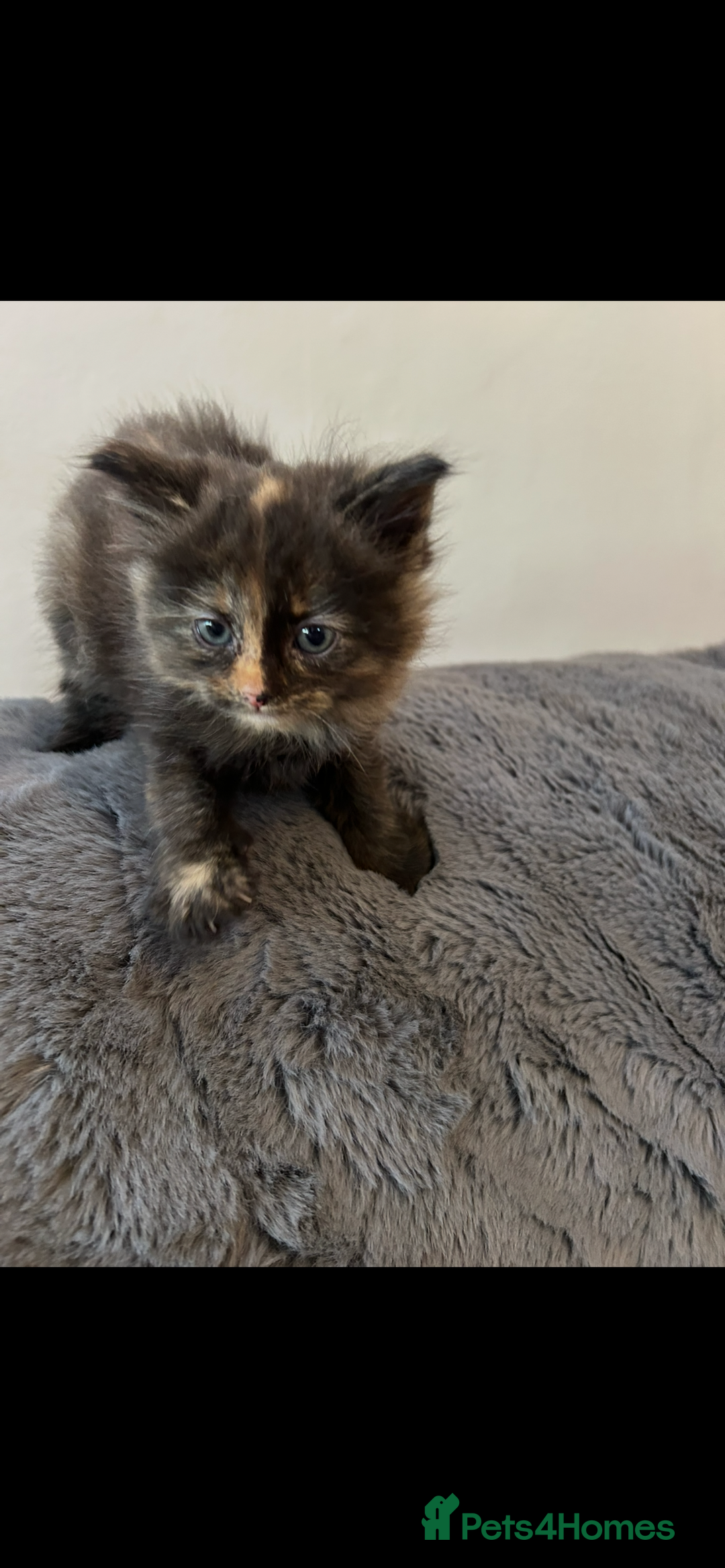 Mixed Breed cats for sale: Extra fluffy kittens - Image 13