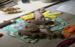 Miniature Dachshund dogs for sale: Beautiful mini dashys 💜 - Image 10