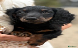 Miniature Dachshund dogs for sale: 1 last Black and Tan Male left!!!   in Watford - Image 21