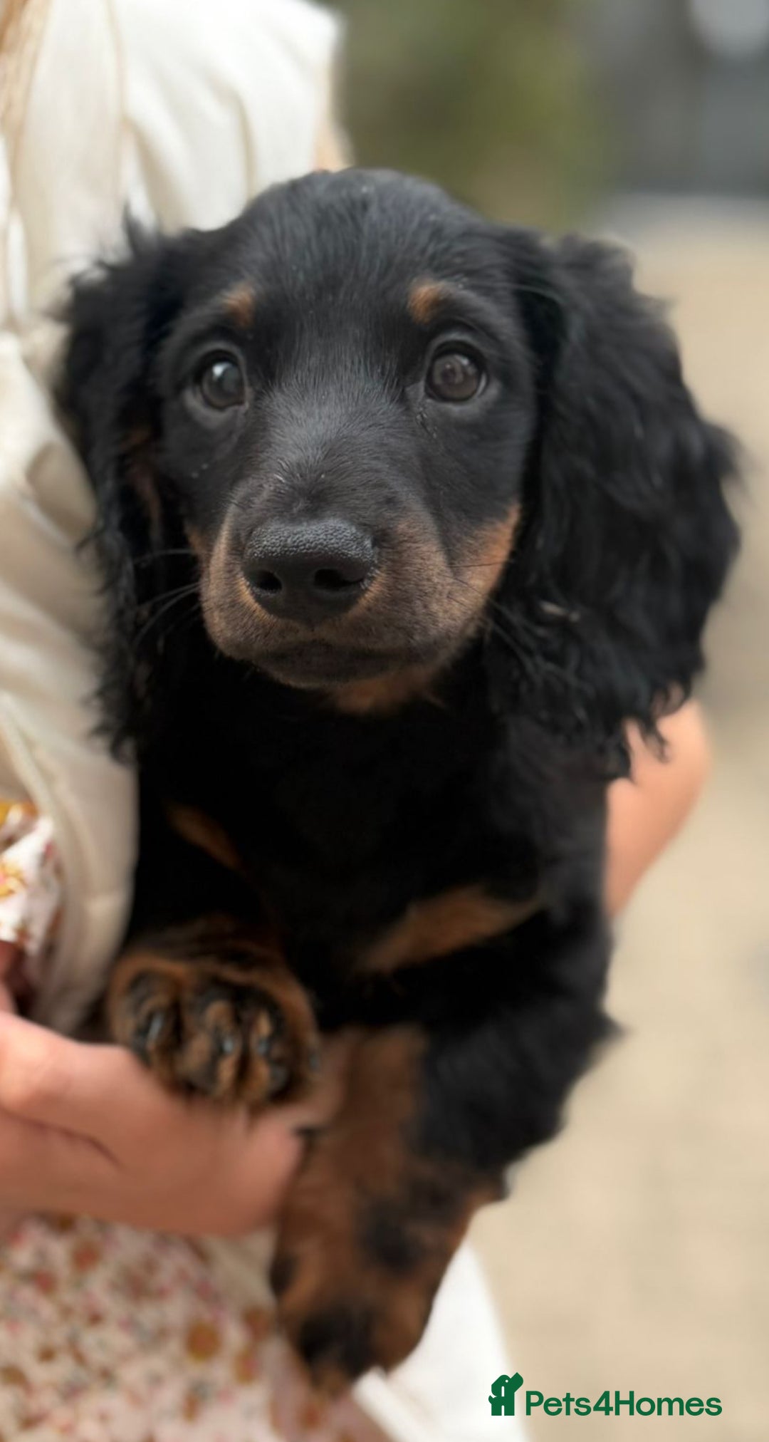 Miniature Dachshund dogs for sale: 1 last Black and Tan Male left!!!   in Watford - Image 21