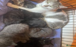 Mixed Breed cats for sale: Beautiful Kittens - Image 12