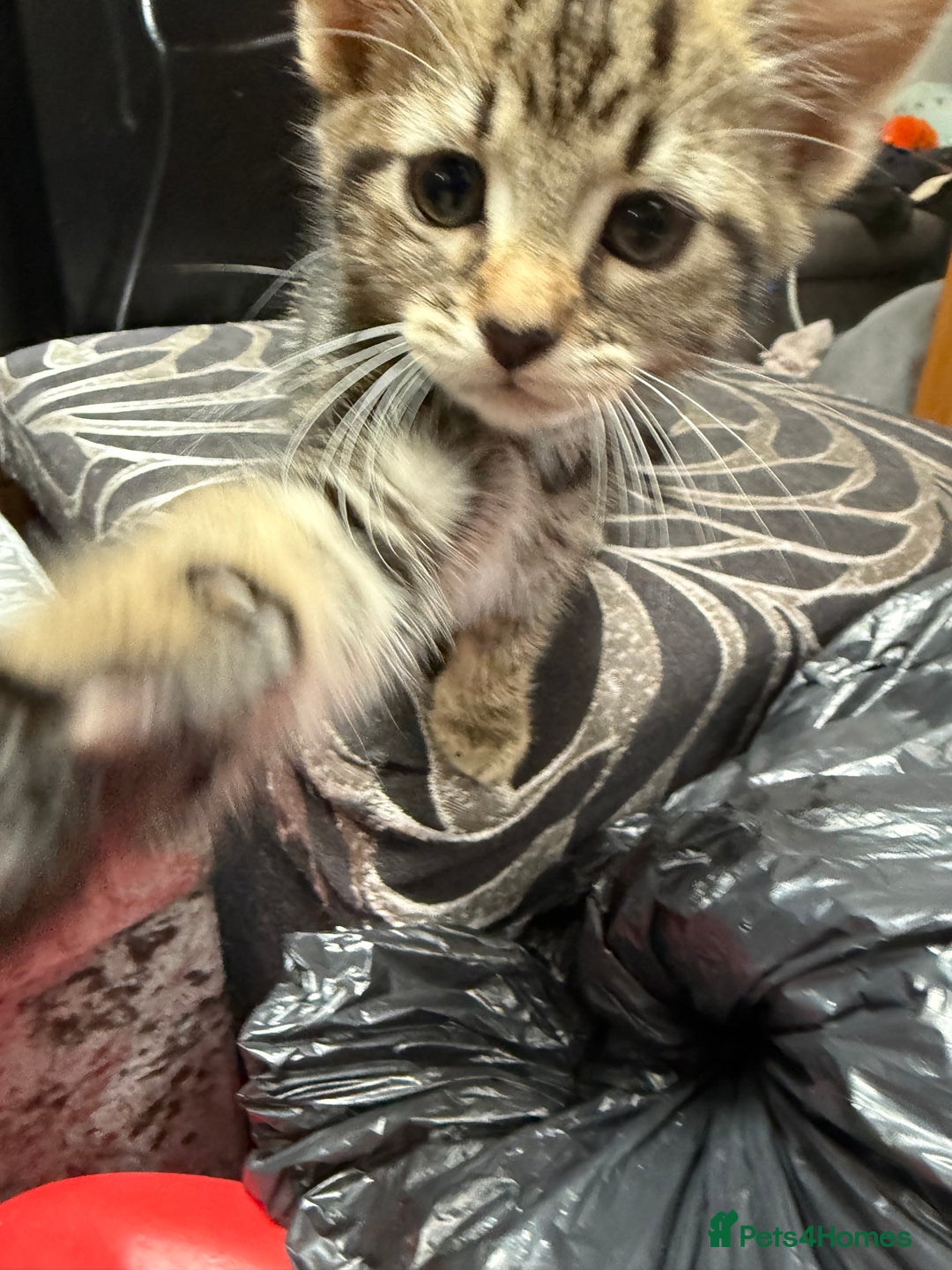 Mixed Breed cats for sale: Kittens  - Image 6