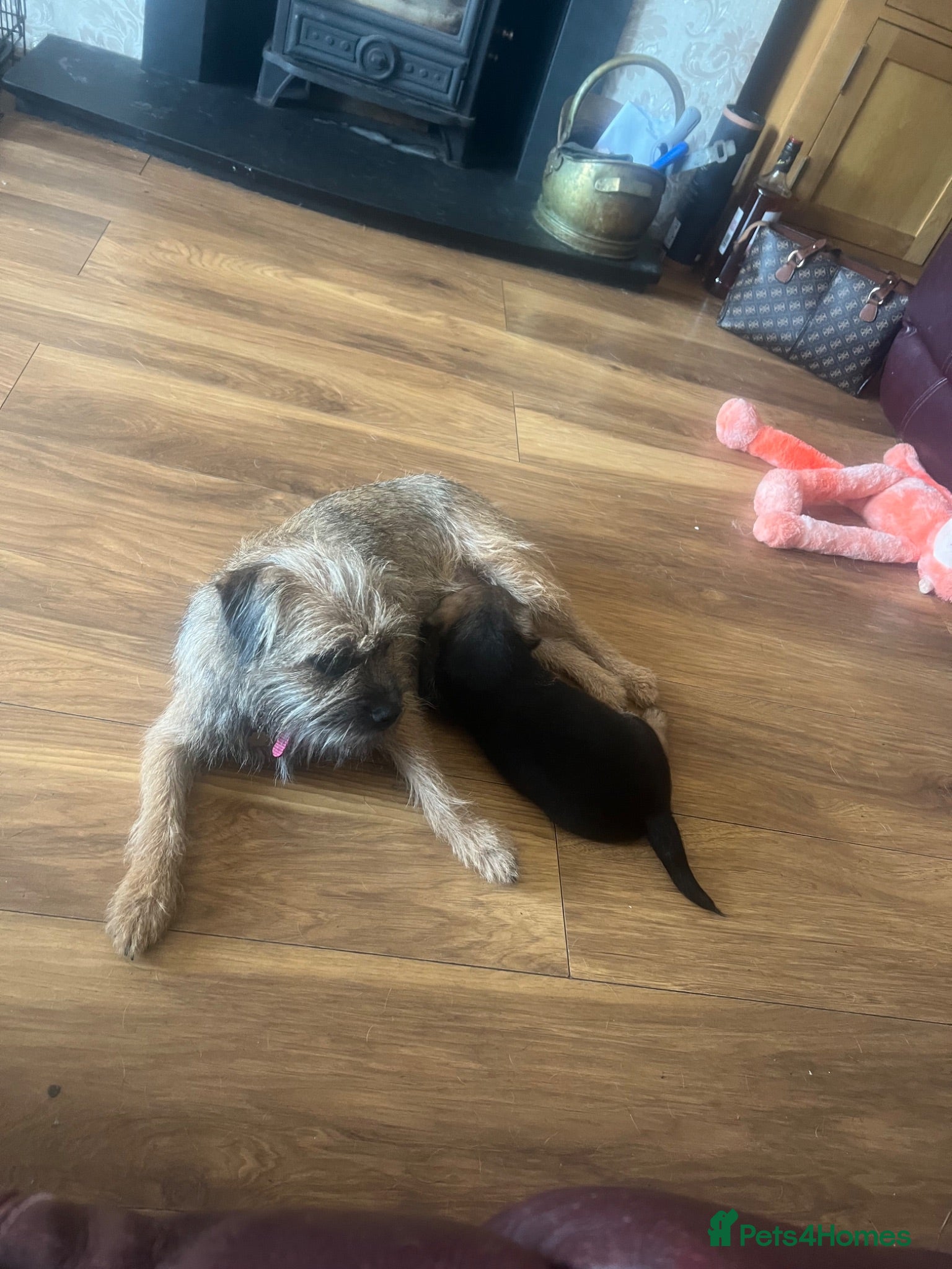 Border Terrier dogs Border terrier pup for sale  - Advert 1