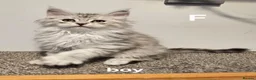 Maine Coon cats for sale: Large Maine Coon kittens regd European bloodline - Advert 9