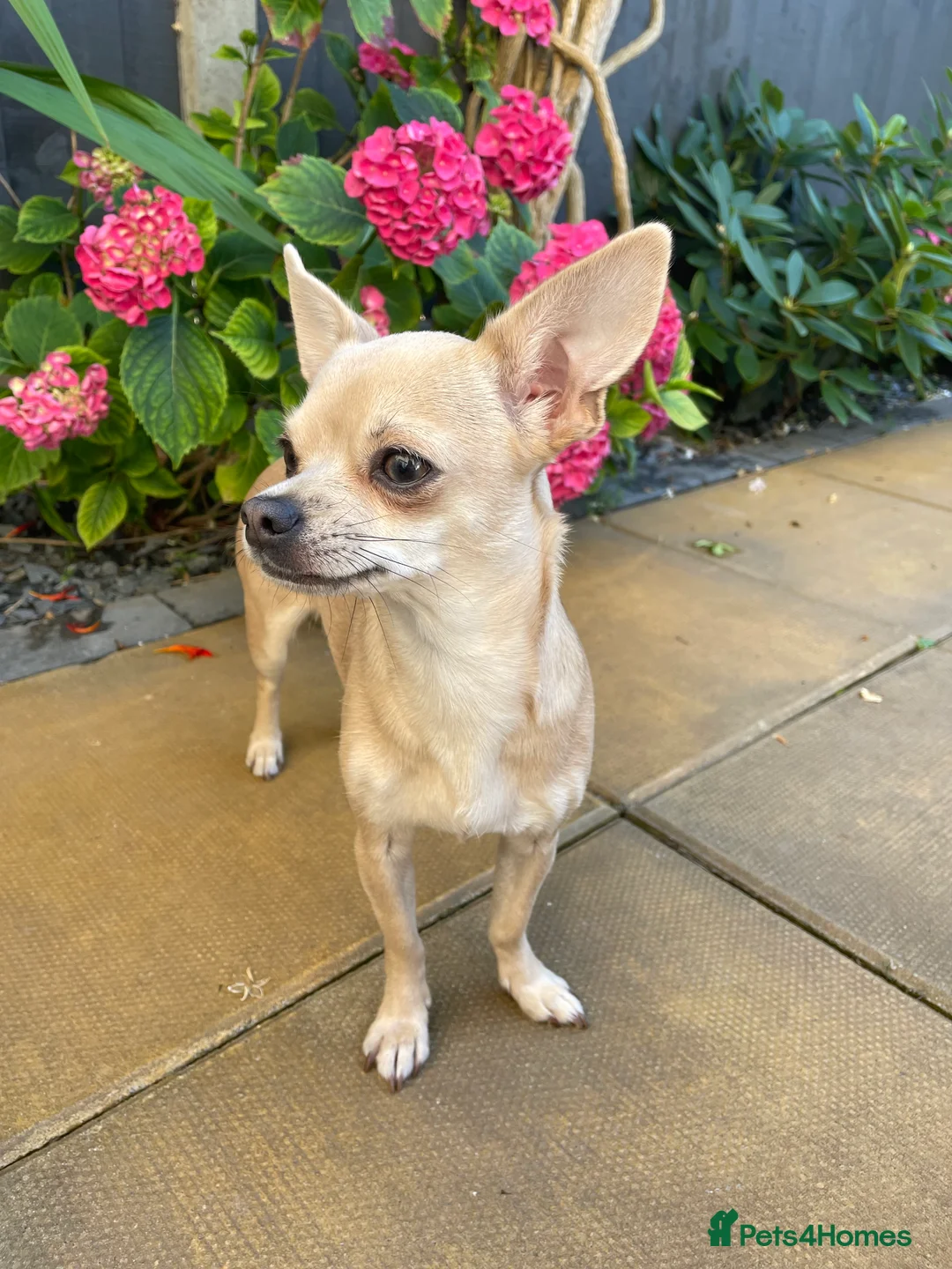 Chihuahua dogs for sale: Chihuahua Puppies💝 - Advert 2