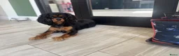 Cavalier King Charles Spaniel dogs for sale: Beautiful KC reg CKCS female 3yrs old - Advert 6