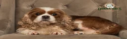 Cavalier King Charles Spaniel dogs for sale: ✨ EXCEPTIONAL CAVALIERS BY DONNA JAY ✨ - Advert 11