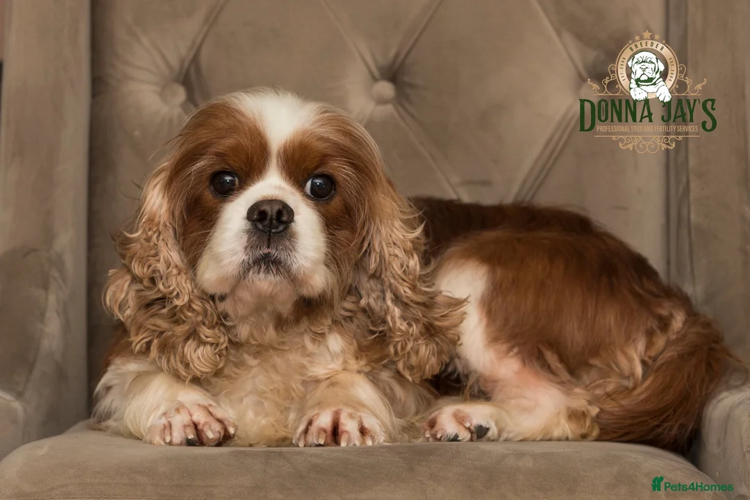 Cavalier King Charles Spaniel dogs for sale: ✨ EXCEPTIONAL CAVALIERS BY DONNA JAY ✨ - Advert 11