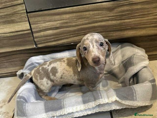 Miniature Dachshund dogs Miniature dachshund - Advert 11