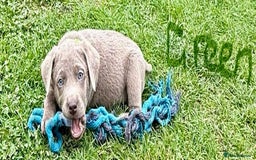 Labrador Retriever dogs for sale: Beautiful Silver Labrador pups  - Image 10