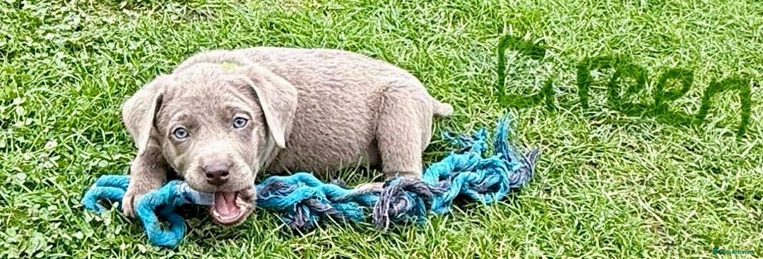 Labrador Retriever dogs for sale: Beautiful Silver Labrador pups  - Image 10