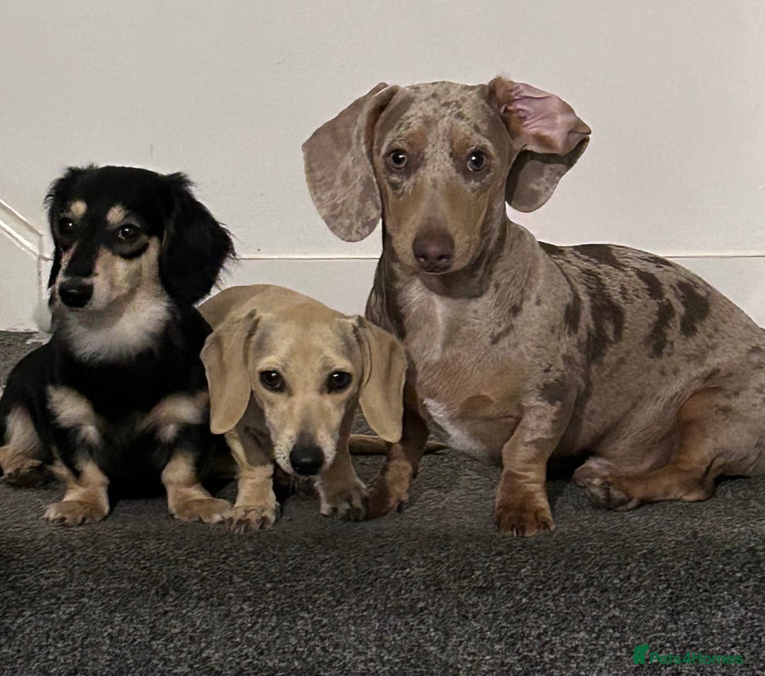 Miniature Dachshund dogs for sale: 1 year old cream Kaninchen dachshund - Image 5