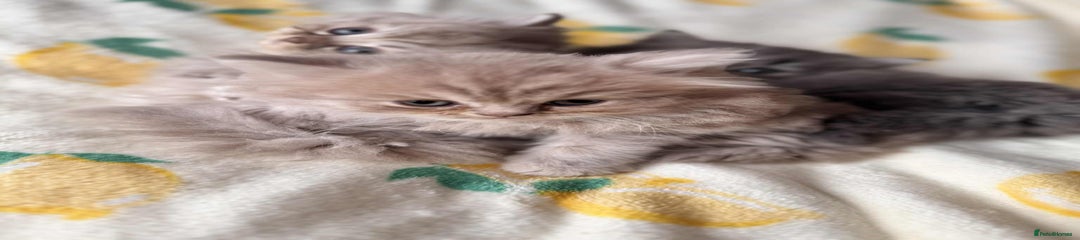 British Longhair Kitten 3