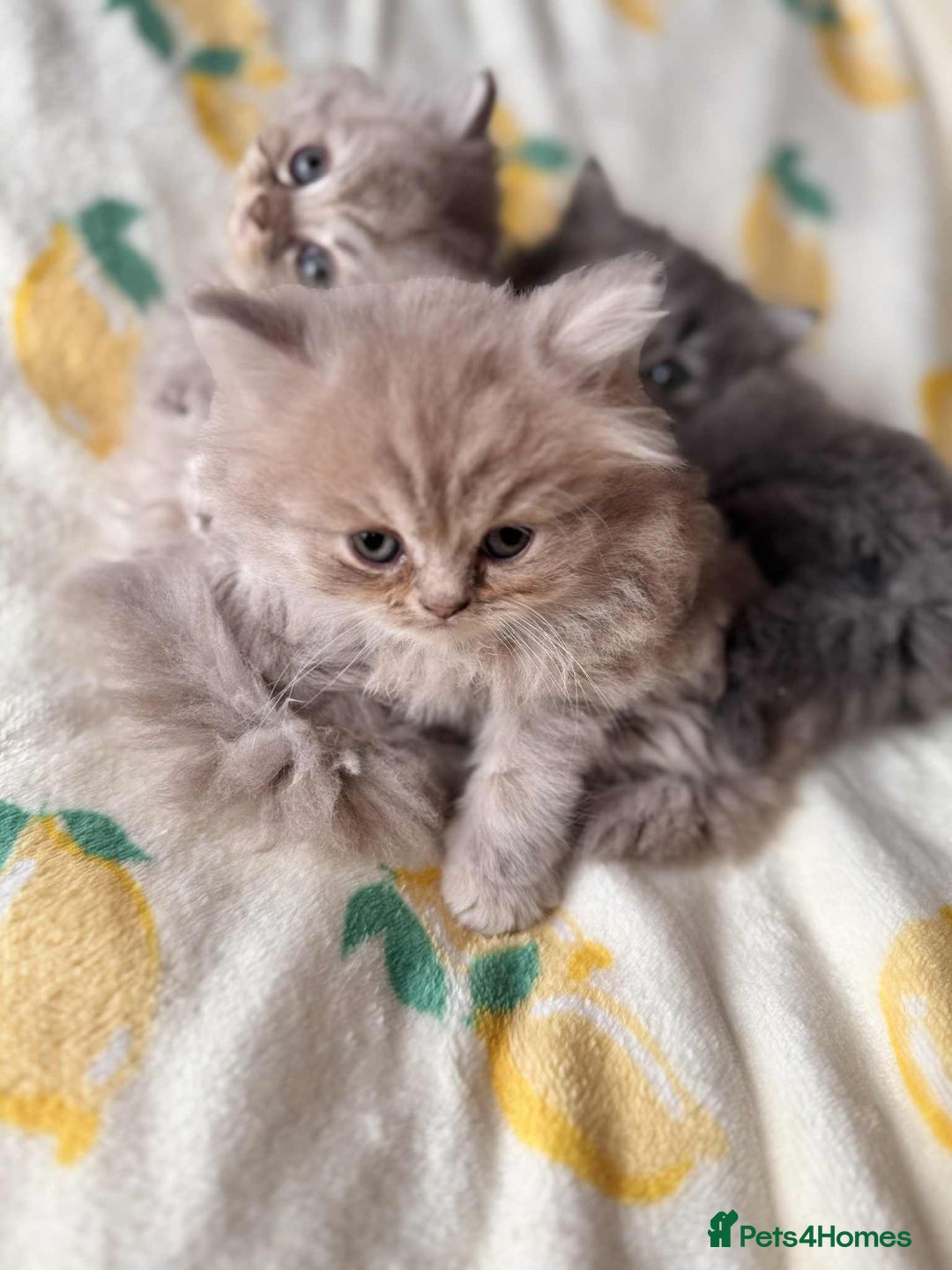 British Longhair cats for sale: British long hair kittens - Image 5