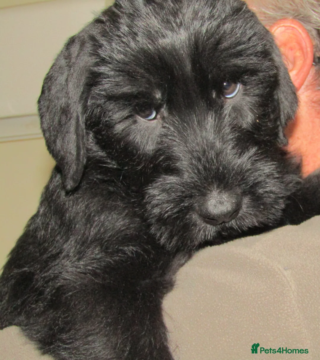 Giant Schnauzer dogs for sale: Giant Schnauzer female puppy. - Advert 4