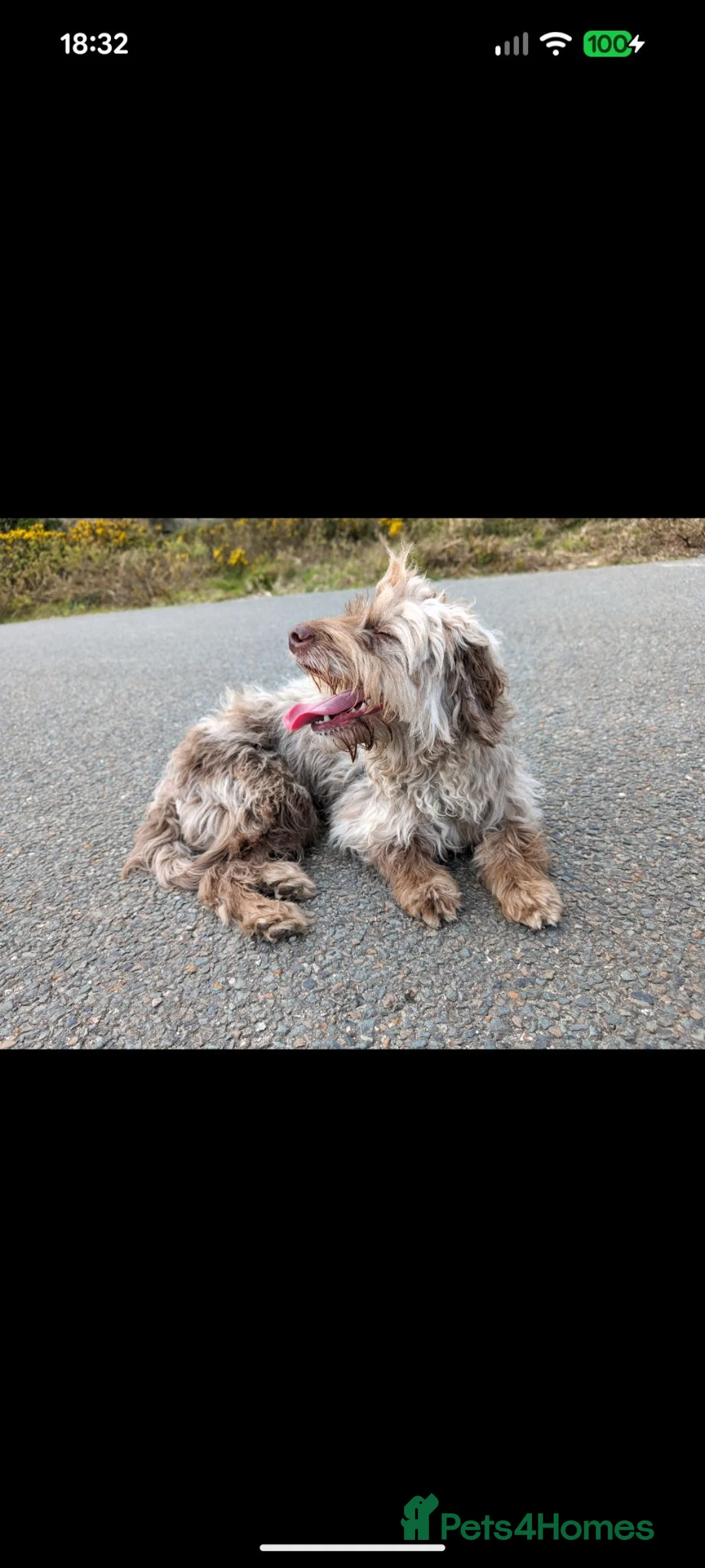 Cockapoo dogs for sale: Rare breed of cocktail Pasties, F1B Cockerpoos - Advert 2
