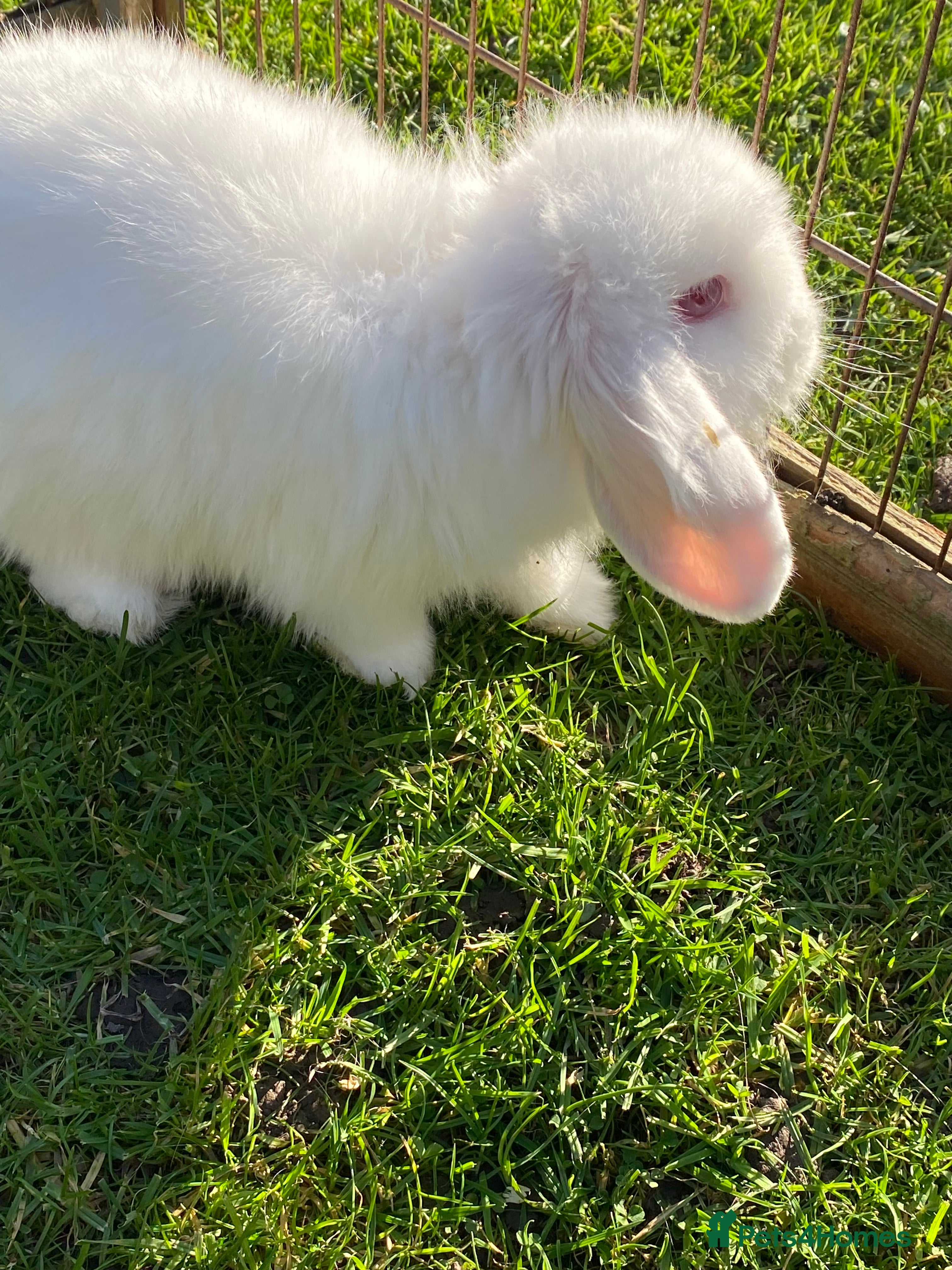 Mini Lion Lop rabbits Baby male albino rabbits ready now. - Advert 11
