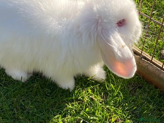 Mini Lion Lop rabbits Baby male albino rabbits ready now. - Advert 11