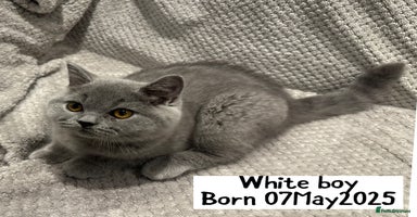 British Shorthair cats - Advert 1