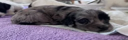 Sproodle dogs for sale: Rare Merle Sroodles Ready To Leave  - Advert 4