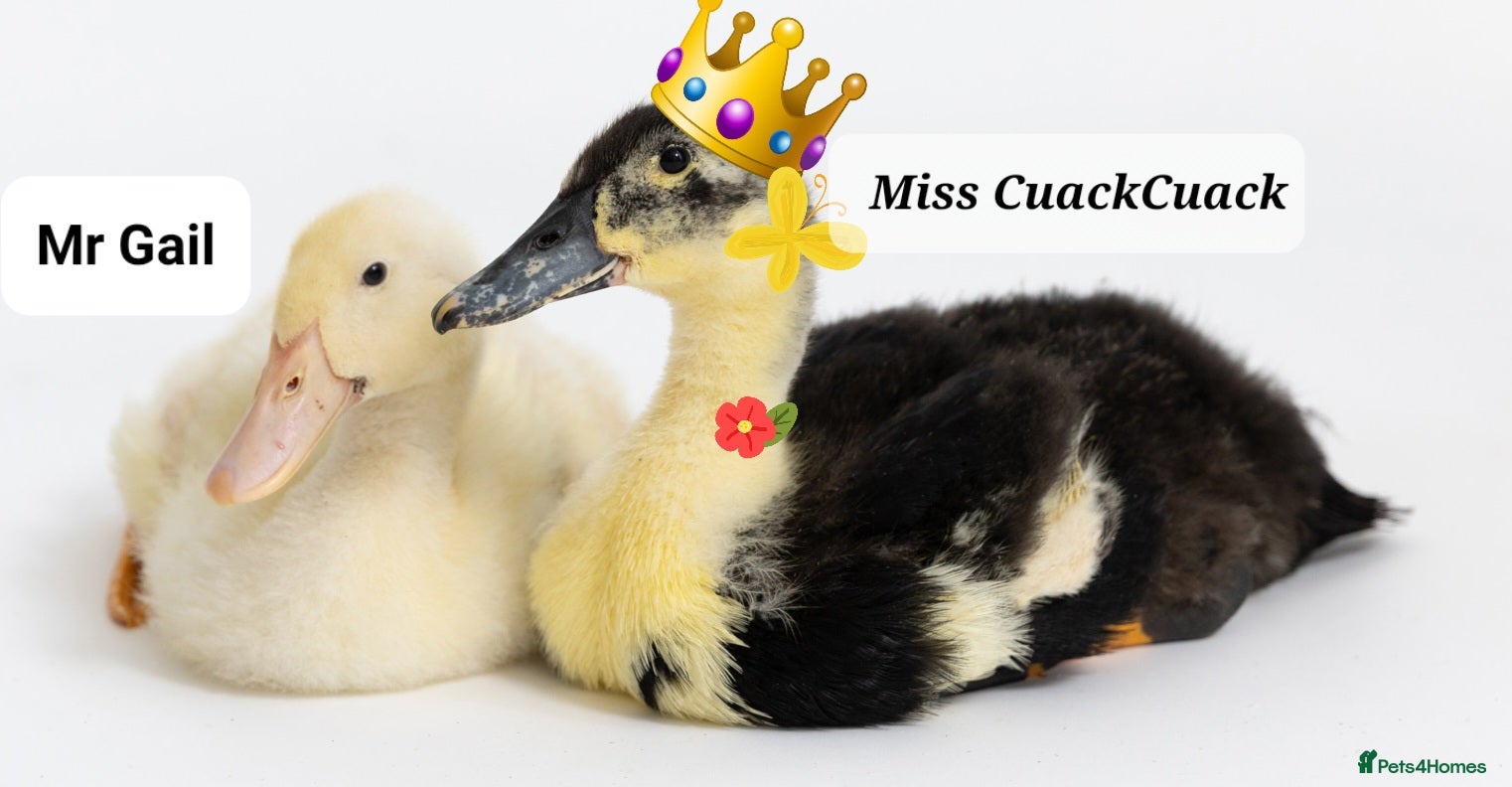 Ducks poultry Ducks for rehoming - Advert 2