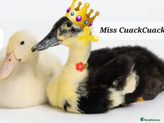 Ducks poultry Ducks for rehoming - Advert 2