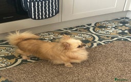 Chihuahua dogs for sale: KC Reg Champion Russian lines LONG COAT puppies - Image 20