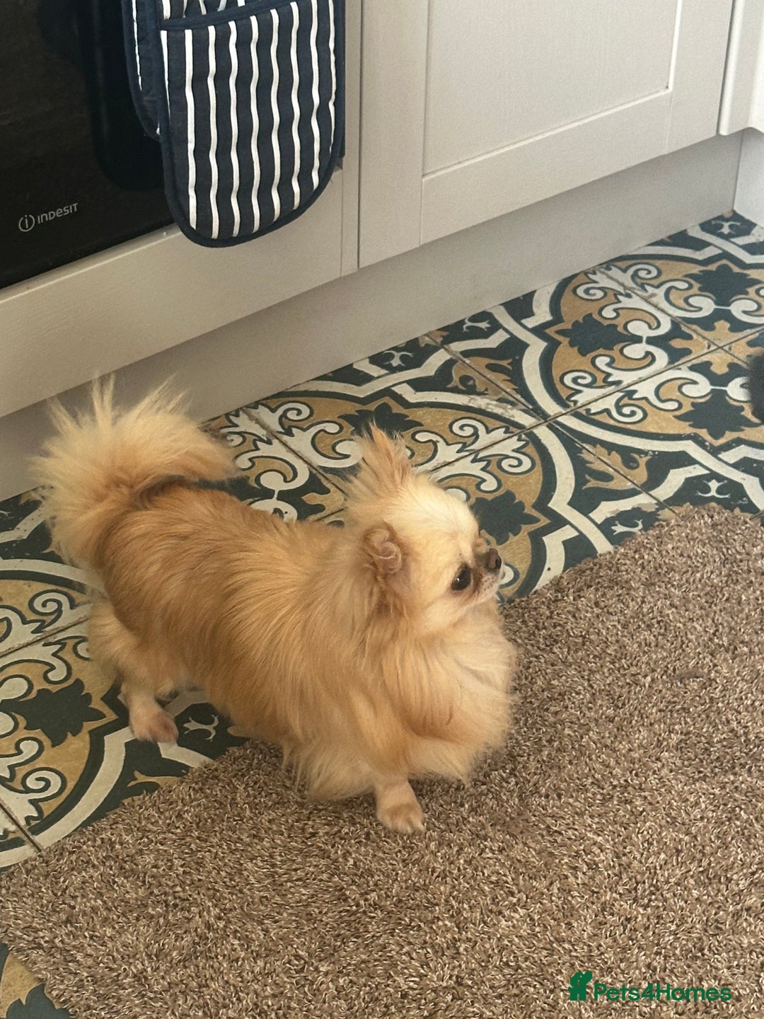 Chihuahua dogs for sale: KC Reg Champion Russian lines LONG COAT puppies - Image 20