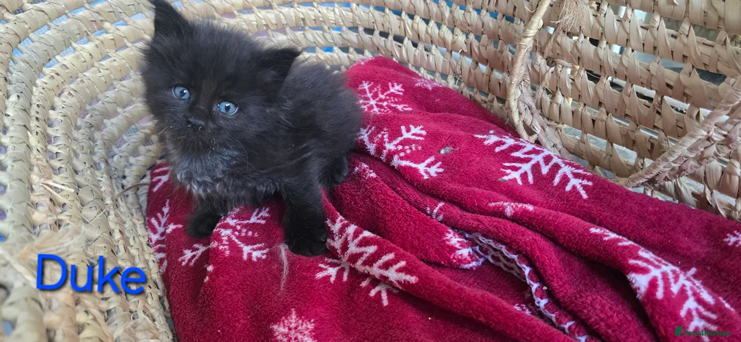 Maine Coon cats for sale: Maine Coon Kitten ready - Advert 24
